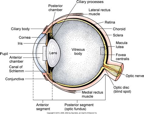 Eye Anatomy Conjunctiva - Anatomical Charts & Posters