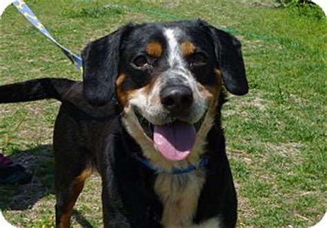 Grayslake, IL - Bernese Mountain Dog/Beagle Mix. Meet Chaplin a Dog for ...