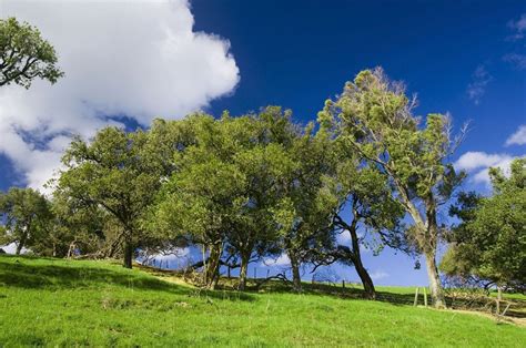 Blue Sky, Green Grass 2 Free Photo Download | FreeImages