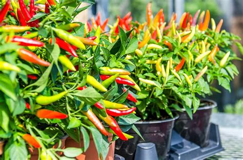 Semi-Breaking News: Chili Pepper Leaves Are Edible! | Chile Peppers ...