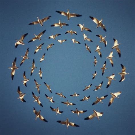 'Flying Formation', A Series of Digital Photo Collages of Birds Flying ...