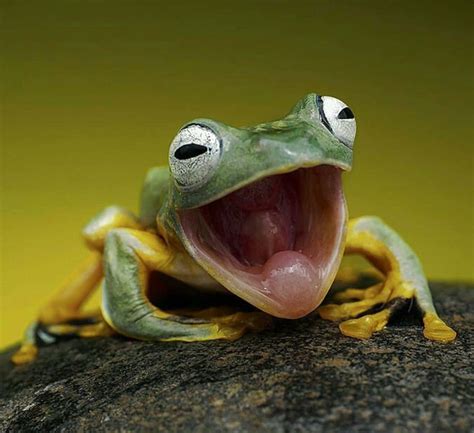 [100+] Funny Frog Pictures | Wallpapers.com