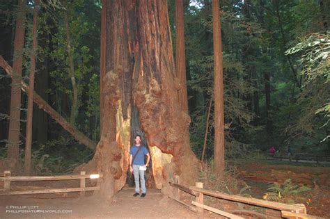 Muir Woods National Monument: California's Giant Redwood Trees ...