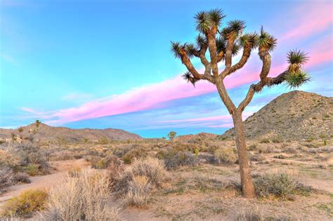 Joshua Tree National Park - Vast Desert Terrain and Stargazing Spot in ...