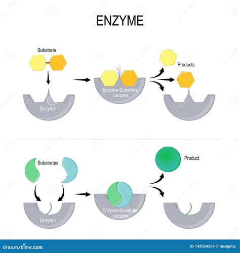 Enzyme. Lock And Key Model. Synthesis. Metabolic Processes Vector ...