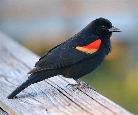 Red-winged Blackbird – Indiana Audubon Society