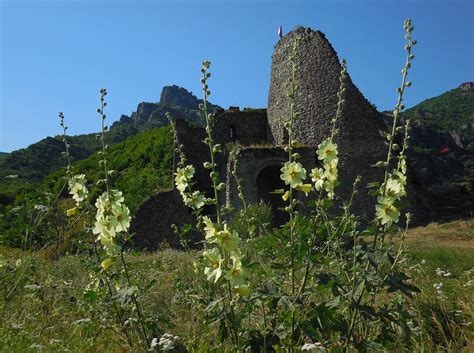 Alcea rugosa