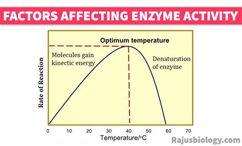 Factors That Affect Enzymes