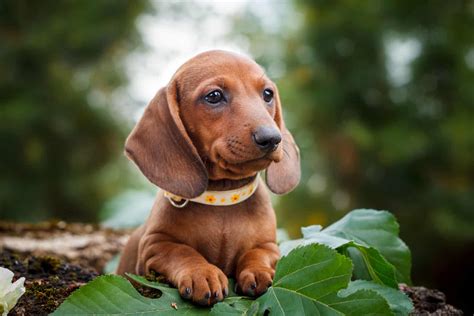 21 Dachshund Colors: A Guide On Picking The Right Coat Color