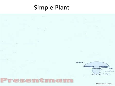 (PDF) (Mushroom) Mucor life Cycle, - DOKUMEN.TIPS