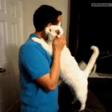 Cute Cat Hug Gif | Morsodifame Blog