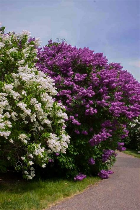 Pocahontas Canadian Lilacs For Sale Online | The Tree Center