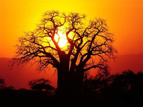 African Boabab Tree at Sunset. | Baobab tree, Baobab, Nature photography