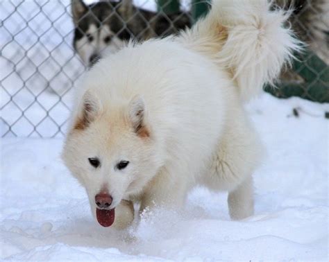 Chó Alaska Trắng Tuyết: Đặc Điểm - Lưu Ý Khi Nuôi