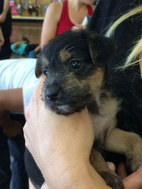 Dachshund Terrier Mix Puppies For Sale | PETSIDI