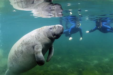 We SWAM with the Manatee’s!!! - Review of Fun 2 Dive Manatee Tours ...