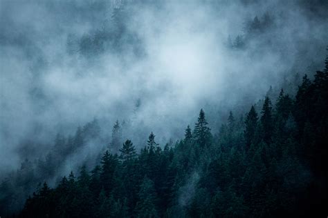 Foggy Woods 3 wallpaper - Free shipping | Happywall