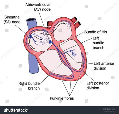 Heart Anatomy Sa Node