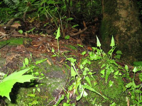 Bat Cave Preserve, North Carolina Nature Conservancy » Carolina ...