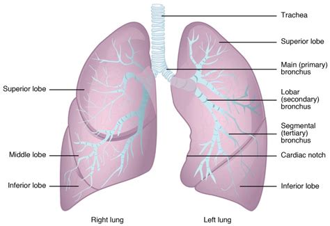 The Lungs | Biology of Aging