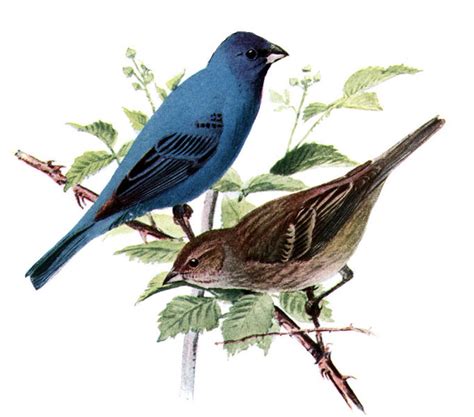 #FeedtheBirds 1: Do We Have Indigo Buntings in Michigan?