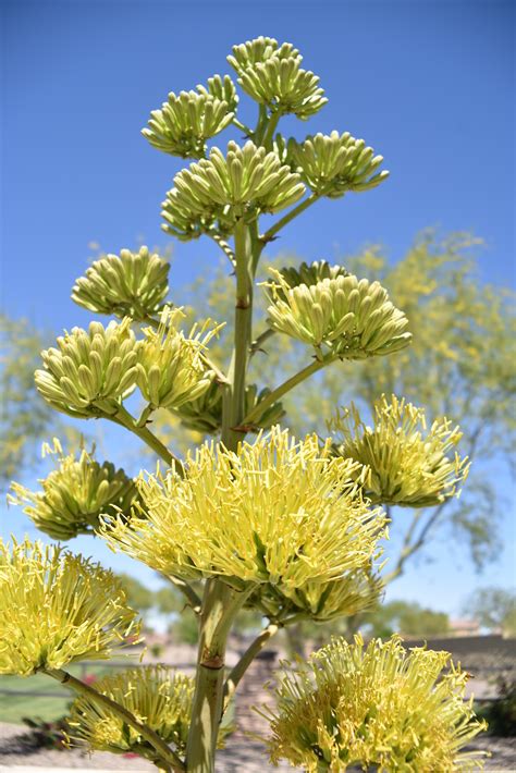 Century Agave (Agave americana) – Wisdom, Maturity, Patience - Pegasus ...