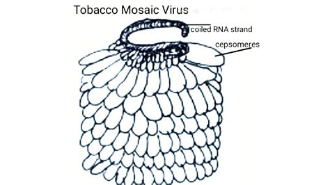 Tobacco Mosaic Virus Structure