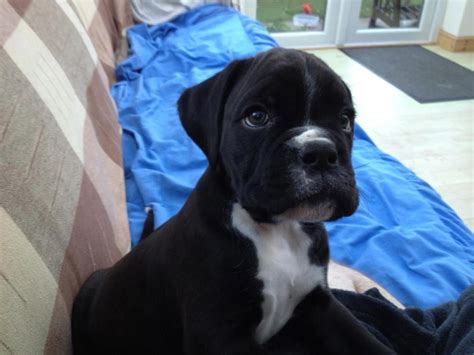 Black Boxer Puppy ♥ pleasee join my life. | Black boxer puppies, Boxer ...