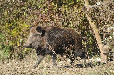 Wild boar hunting — Stock Photo © predrag1 #4342158