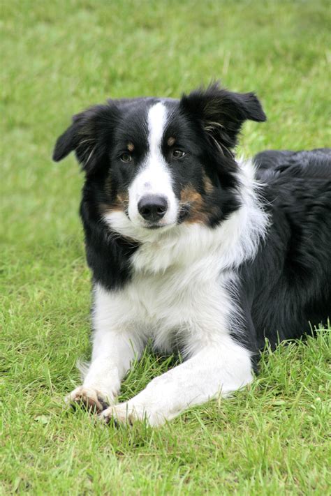 File:Border Collie dog.jpg