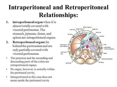 Intra and Retro-peritoneal Organs: Understanding the Anatomy of the ...