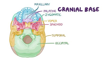 Anatomy of the cranial base: Video & Anatomy | Osmosis