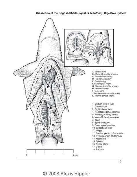 Dogfish Shark Anatomy Diagram