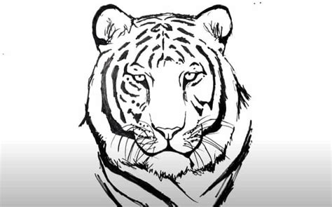 how to draw a tiger face - Majors Weblogs Photography