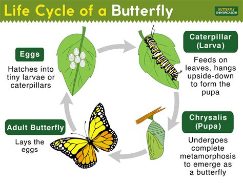 Life Cycle of a Butterfly: Complete Metamorphosis with Stages