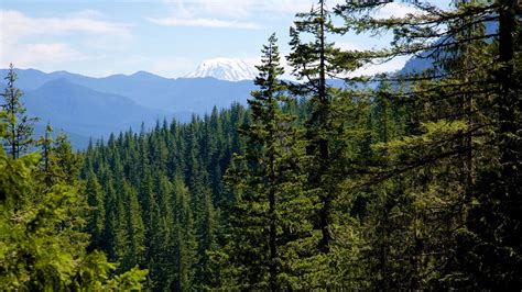 Coniferous Forest: Definition and Facts About the Biome