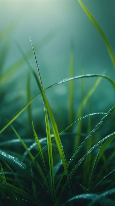 Iphone Green 4k Wallpaper Nature - New Gadget