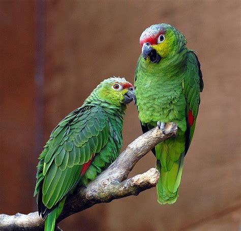 green parrots - Birds Photo (36099991) - Fanpop