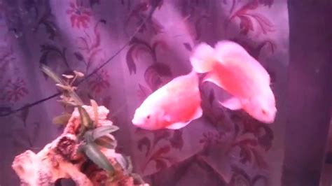 Red oscar fish feeding - YouTube