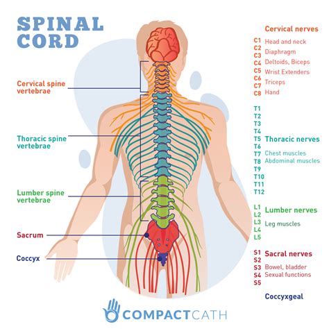 Spinal cord_LOGO - CompactCath