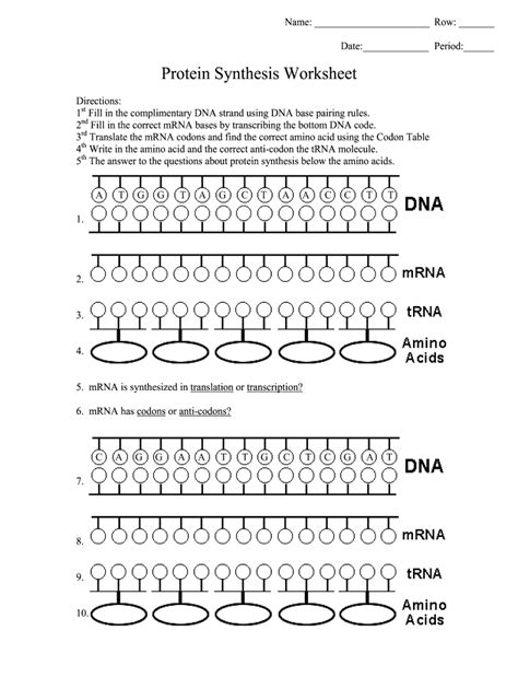 Protein Synthesis Worksheet Answer Key – E Street Light