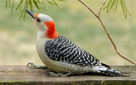 Female Red-Bellied Woodpecker - FeederWatch