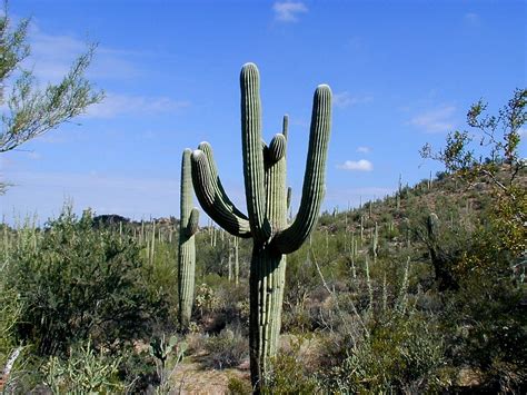 Giant Saguaro Cactus in Saguaro National Park, Arizona image - Free ...