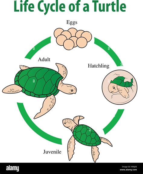 Sea Turtle Diagram Turtle Life Cycle Sea Turtle Life Cycle Turtle Life ...