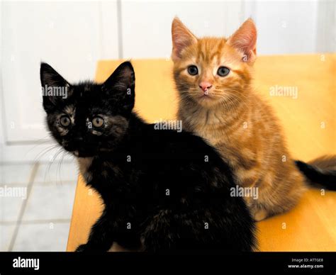 Two Kittens Ginger and Black Portrait Eight Weeks Old Stock Photo - Alamy