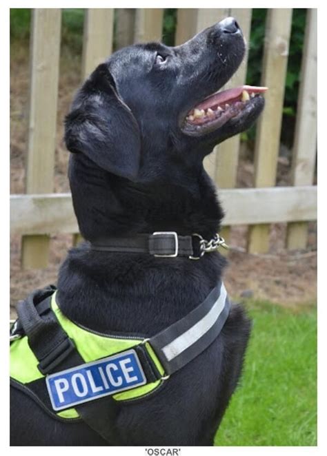 Oscar the lovely Police Dog from Durham Constabulary | Police dogs, Wow ...