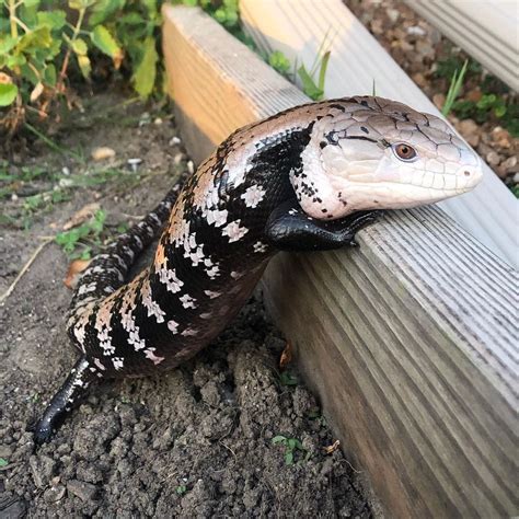 Indonesian Blue-tongued skinks - Tortoise World