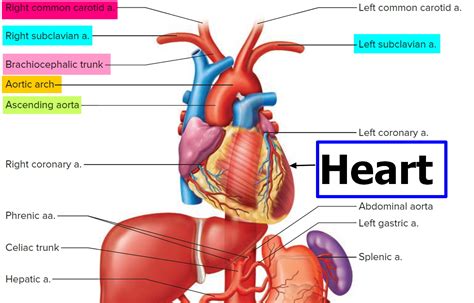 Brachiocephalic Artery and its branches - Function and Blood Supply