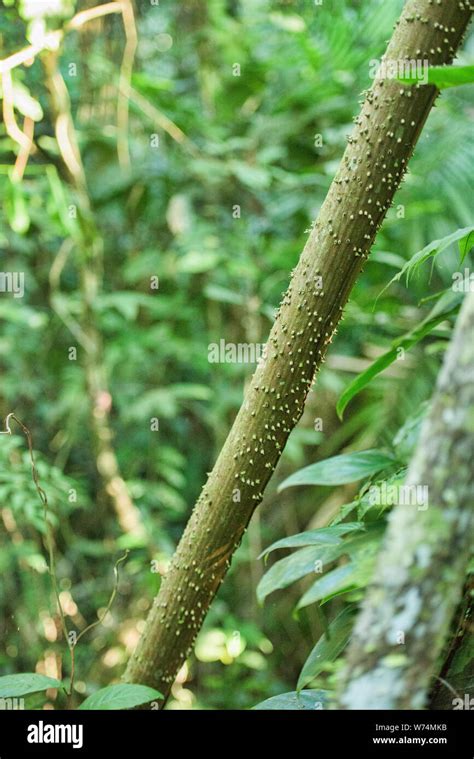 Sandbox Tree Fruit | Fruit Trees