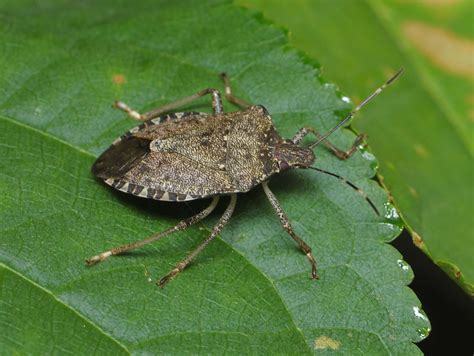 Why do stink bugs stink? | Ask Dr. Universe | Washington State University